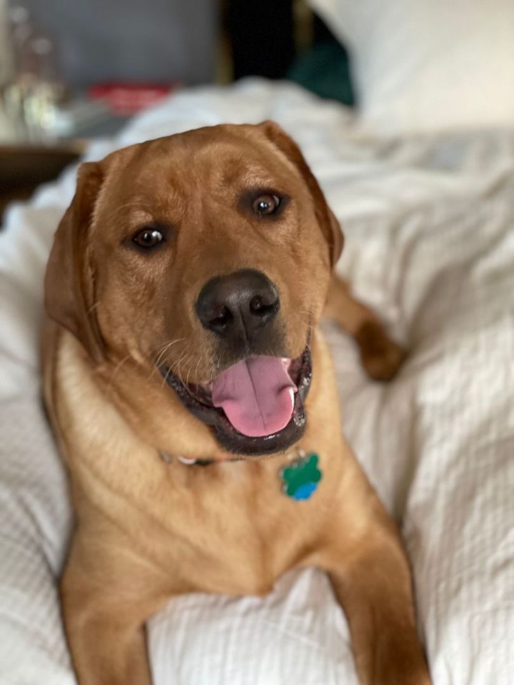 Brutus, an adoptable Labrador Retriever Mix in Oregon, OH_image-4