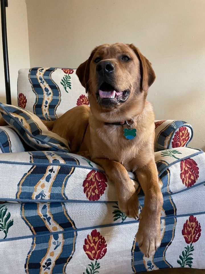 Brutus, an adoptable Labrador Retriever Mix in Oregon, OH_image-6
