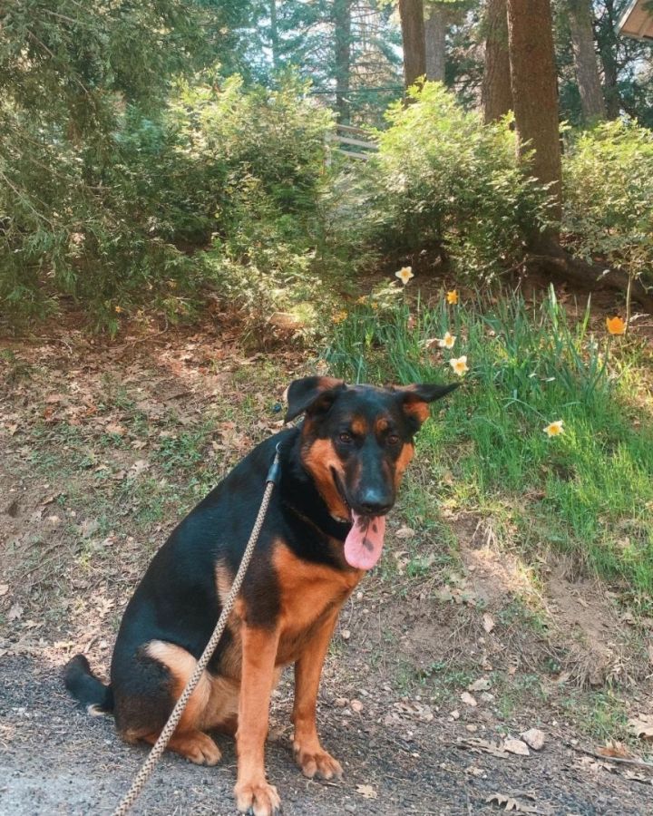 Arya - Courtesy Listing , an adoptable German Shepherd Dog & Rottweiler Mix in Los Alamitos, CA_image-5