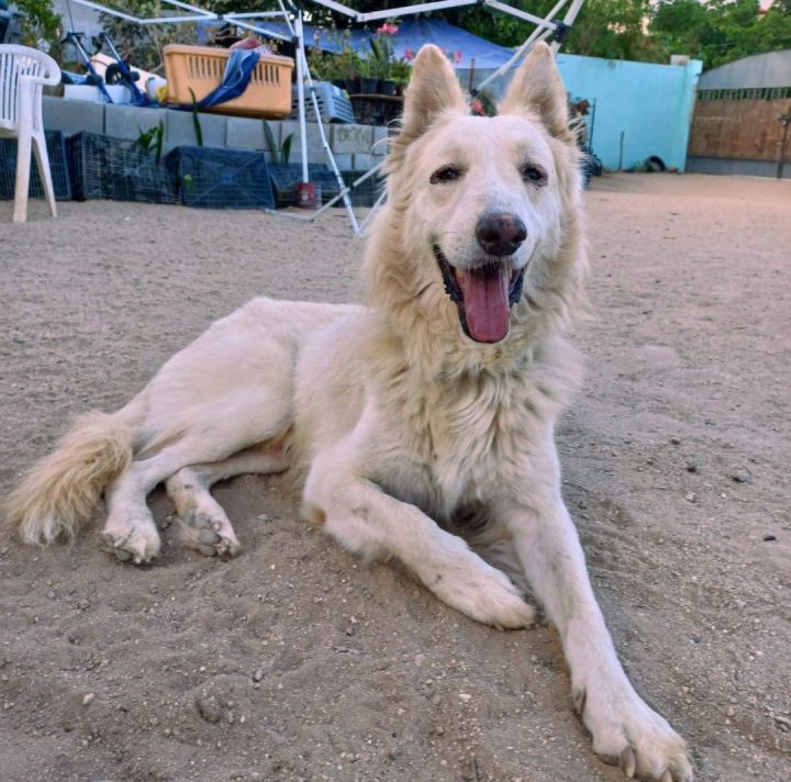 Togo, an adoptable Shepherd & Husky Mix in Battle Ground, WA_image-4