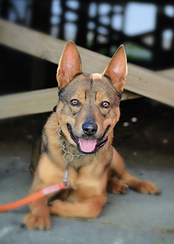 Xander, an adoptable Australian Cattle Dog / Blue Heeler in Vallejo, CA, 94590 | Photo Image 1