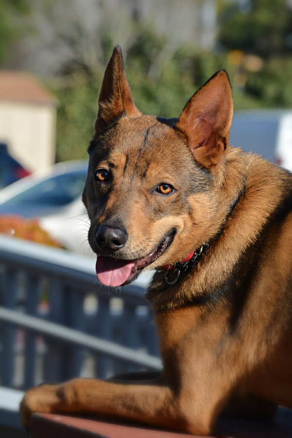 Xander, an adoptable Australian Cattle Dog / Blue Heeler in Vallejo, CA, 94590 | Photo Image 2