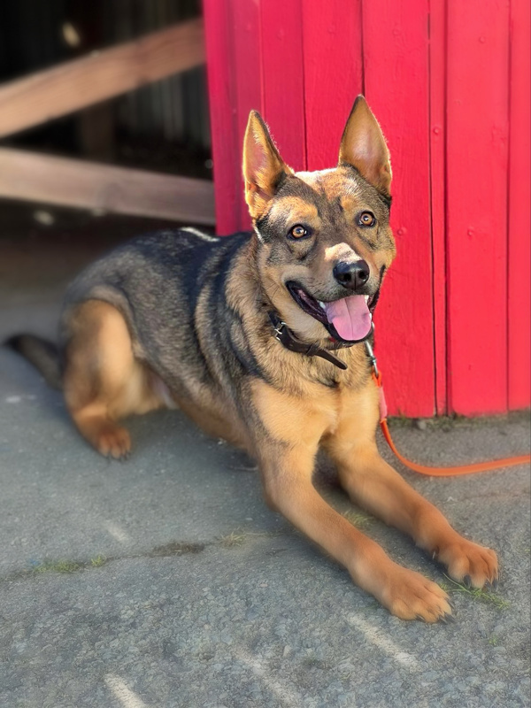 Xander, an adoptable Australian Cattle Dog / Blue Heeler in Vallejo, CA, 94590 | Photo Image 3