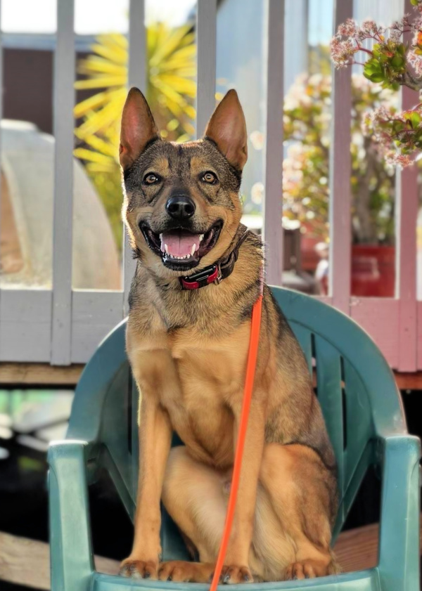 Xander, an adoptable Australian Cattle Dog / Blue Heeler in Vallejo, CA, 94590 | Photo Image 4
