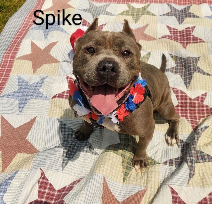 Spike, an adoptable Pit Bull Terrier Mix in Cape May Court House, NJ_image-2