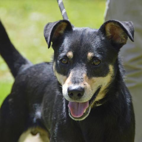 Dodge, an adoptable Feist Mix in Middletown, NY_image-3