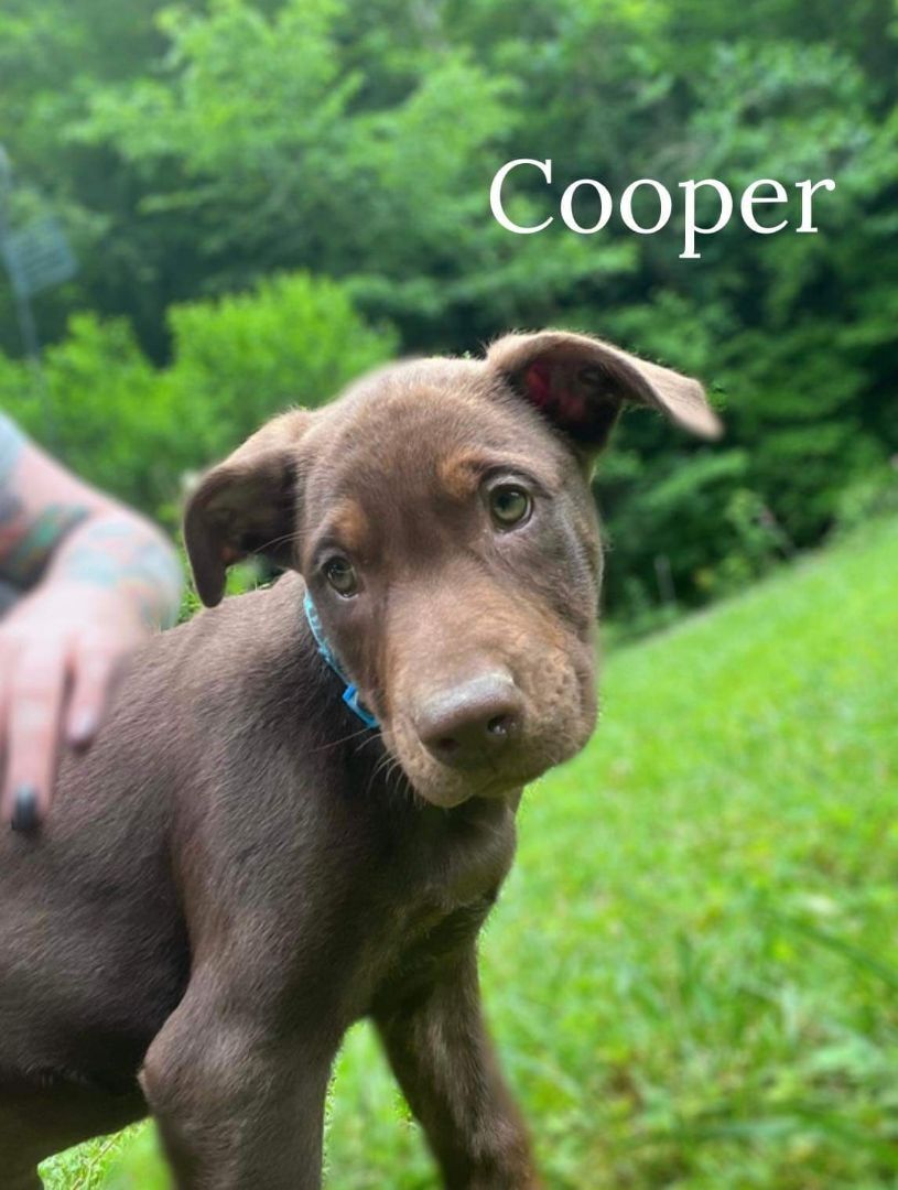 Cooper, an adoptable Mixed Breed, Labrador Retriever in Pinsonfork, KY, 41555 | Photo Image 1