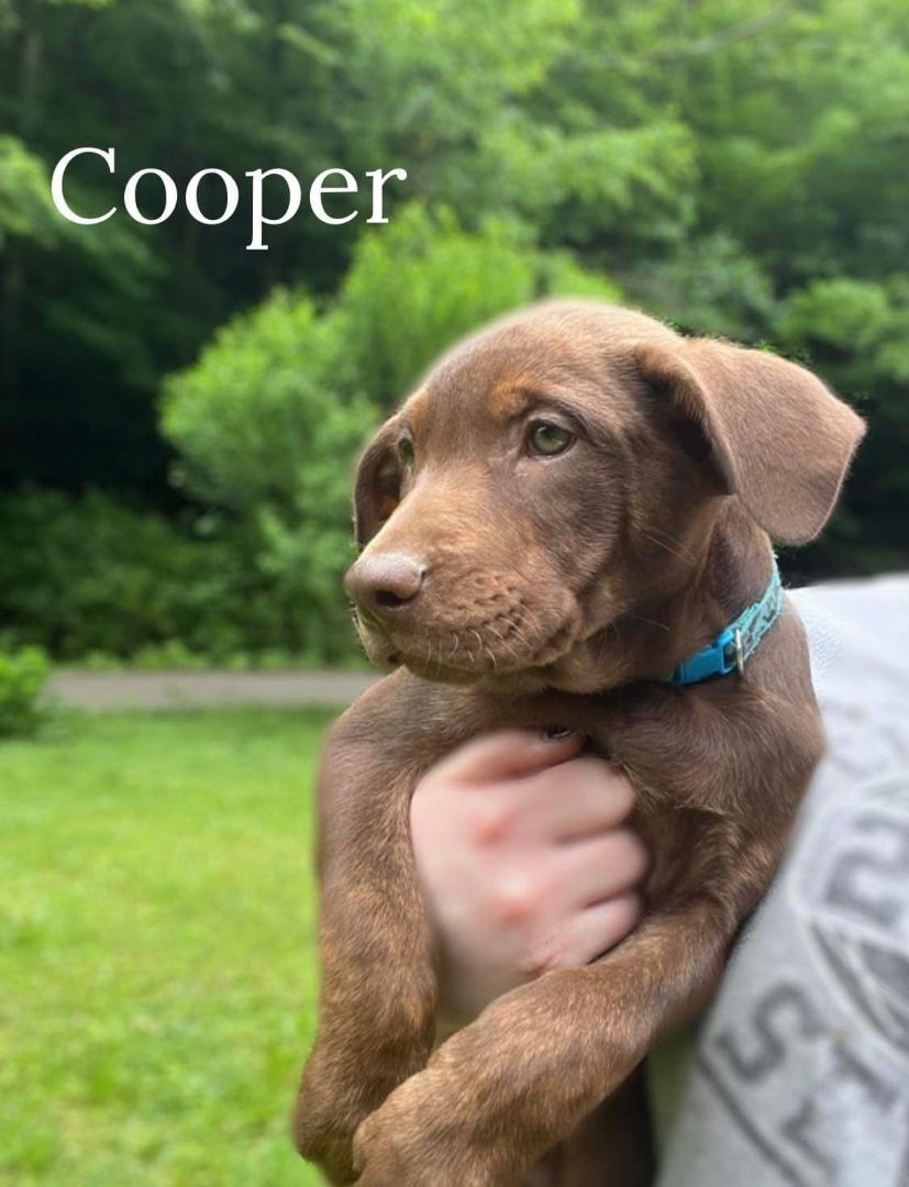Cooper, an adoptable Mixed Breed, Labrador Retriever in Pinsonfork, KY, 41555 | Photo Image 2