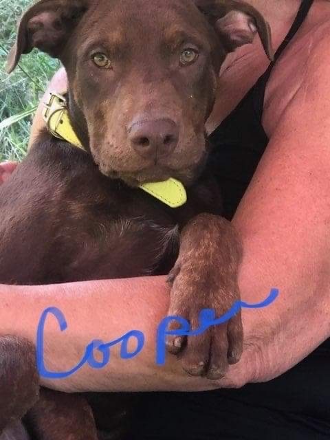 Cooper, an adoptable Mixed Breed, Labrador Retriever in Pinsonfork, KY, 41555 | Photo Image 3