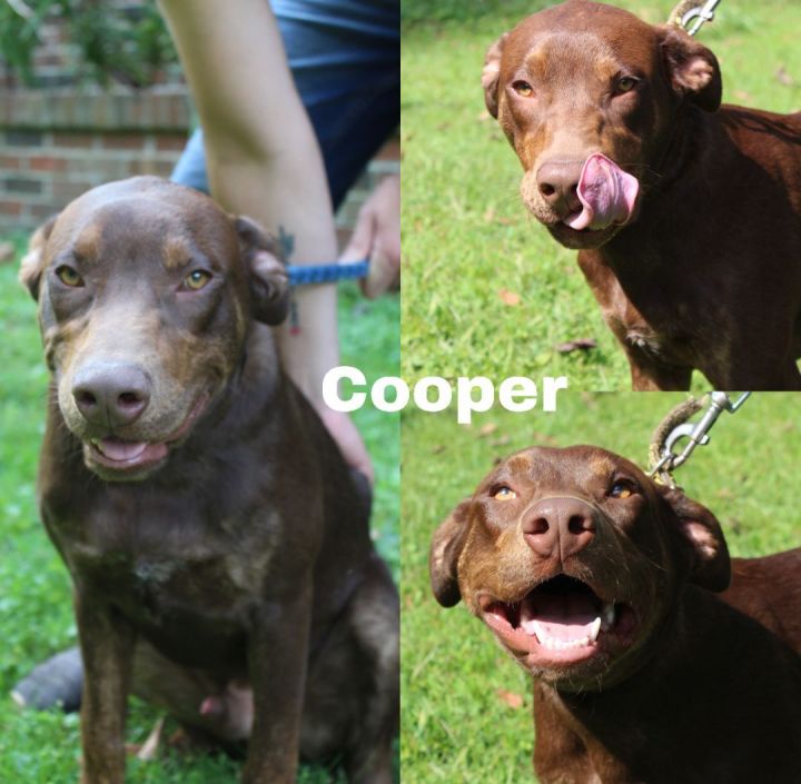 Cooper 4