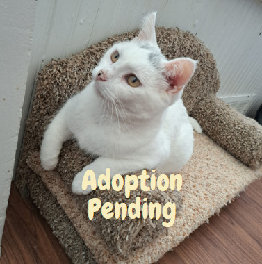 Cotton, an adopted Domestic Short Hair in Wild Rose, WI_image-1