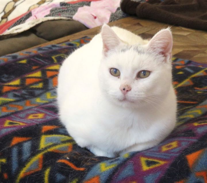 Cotton, an adoptable Domestic Short Hair in Wild Rose, WI_image-6
