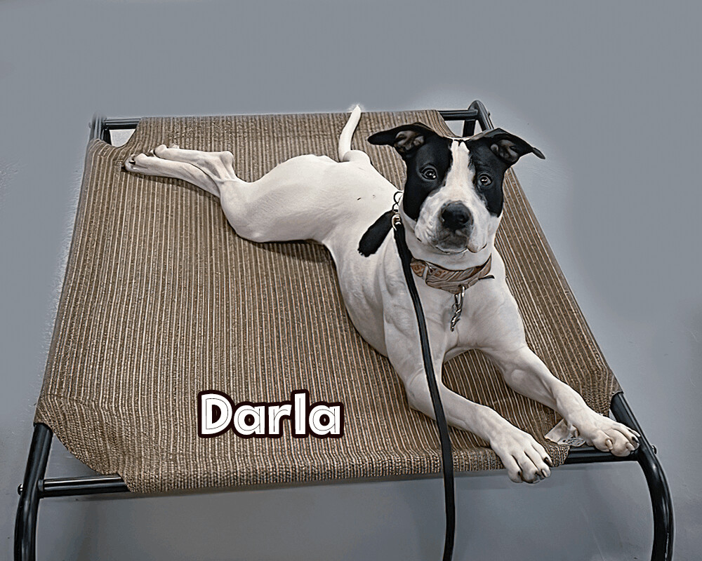 DARLA