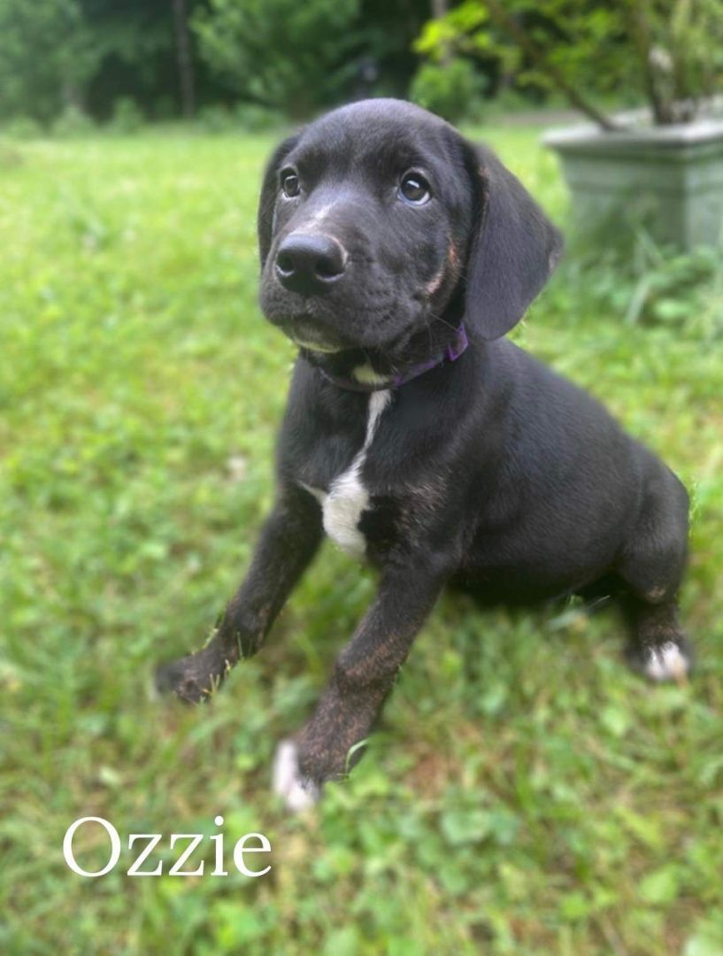 Ozzie, an adoptable Black Labrador Retriever, Mixed Breed in Pinsonfork, KY, 41555 | Photo Image 2