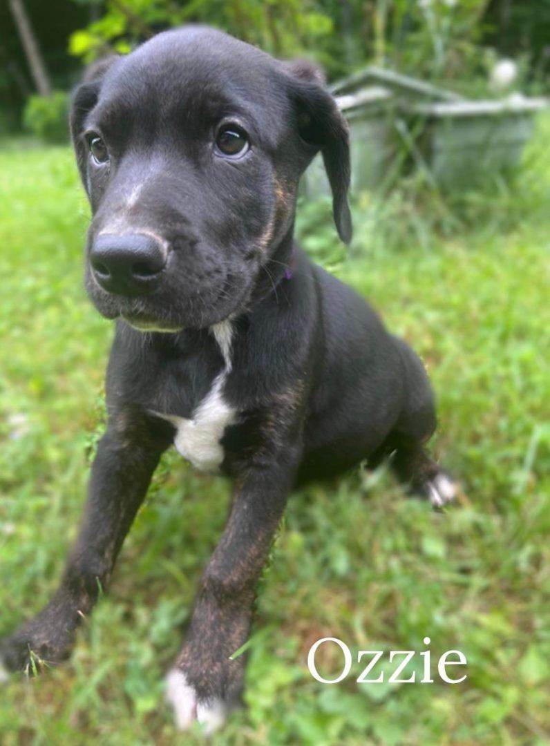 Ozzie, an adoptable Black Labrador Retriever, Mixed Breed in Pinsonfork, KY, 41555 | Photo Image 3