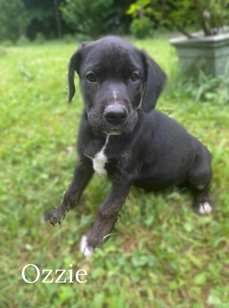 Ozzie, an adoptable Black Labrador Retriever, Mixed Breed in Pinsonfork, KY, 41555 | Photo Image 1
