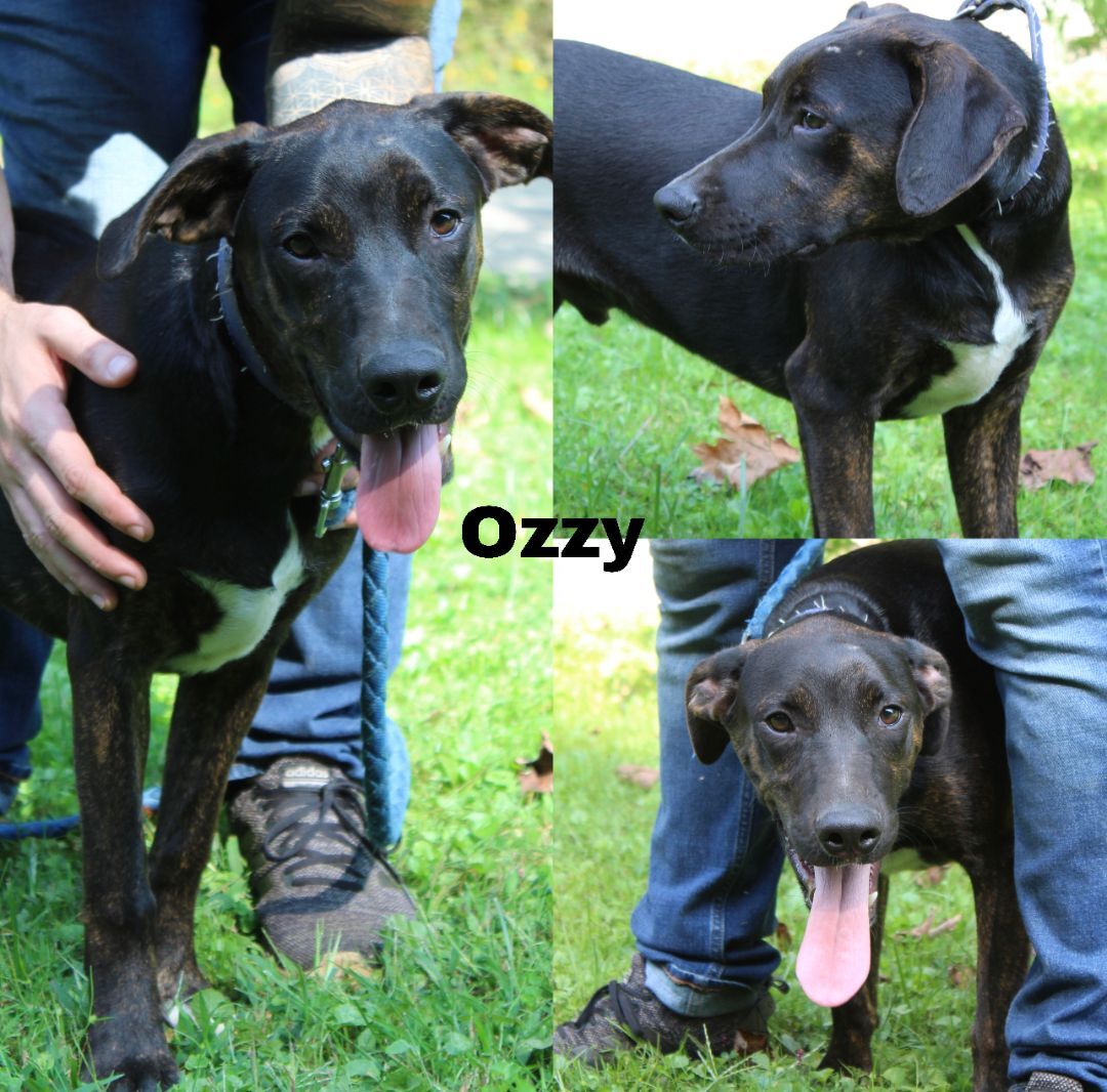 Ozzie, an adoptable Black Labrador Retriever, Mixed Breed in Pinsonfork, KY, 41555 | Photo Image 5