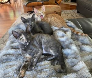 Hazel's Kittens