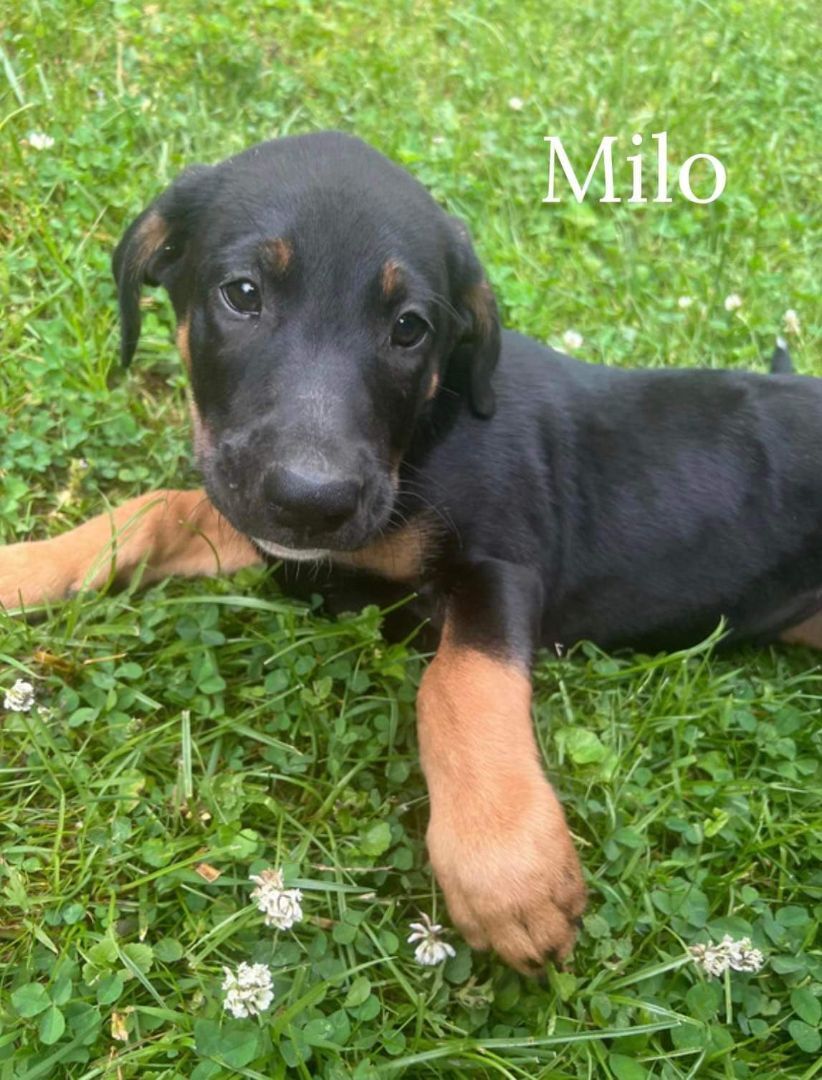 Milo, an adoptable German Shepherd Dog, Mixed Breed in Pinsonfork, KY, 41555 | Photo Image 1