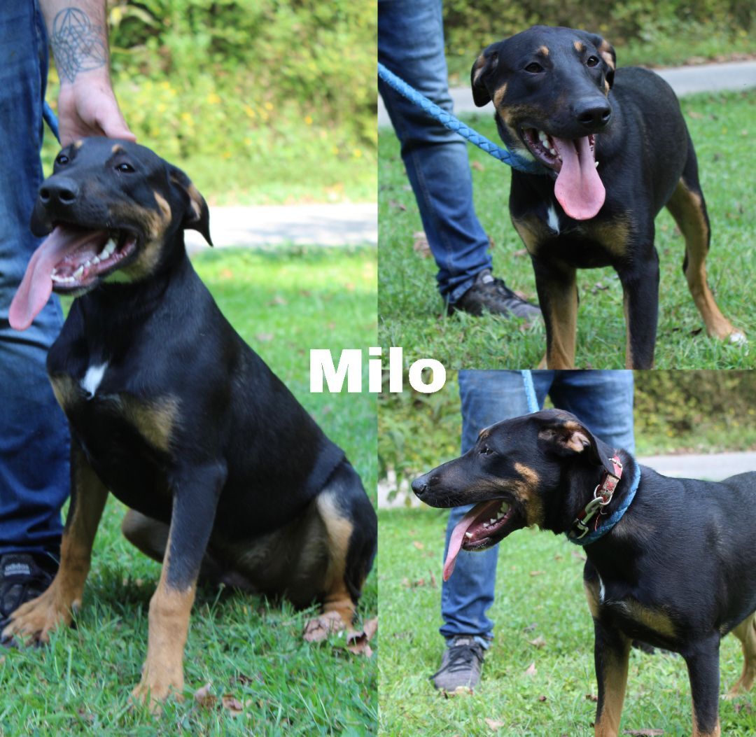 Milo, an adoptable German Shepherd Dog, Mixed Breed in Pinsonfork, KY, 41555 | Photo Image 3