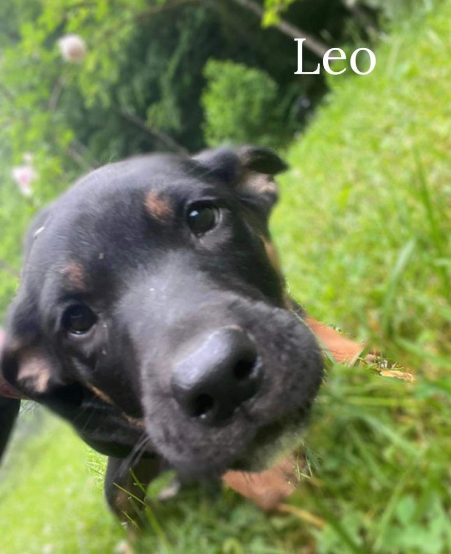 Leo, an adoptable German Shepherd Dog, Mixed Breed in Pinsonfork, KY, 41555 | Photo Image 1