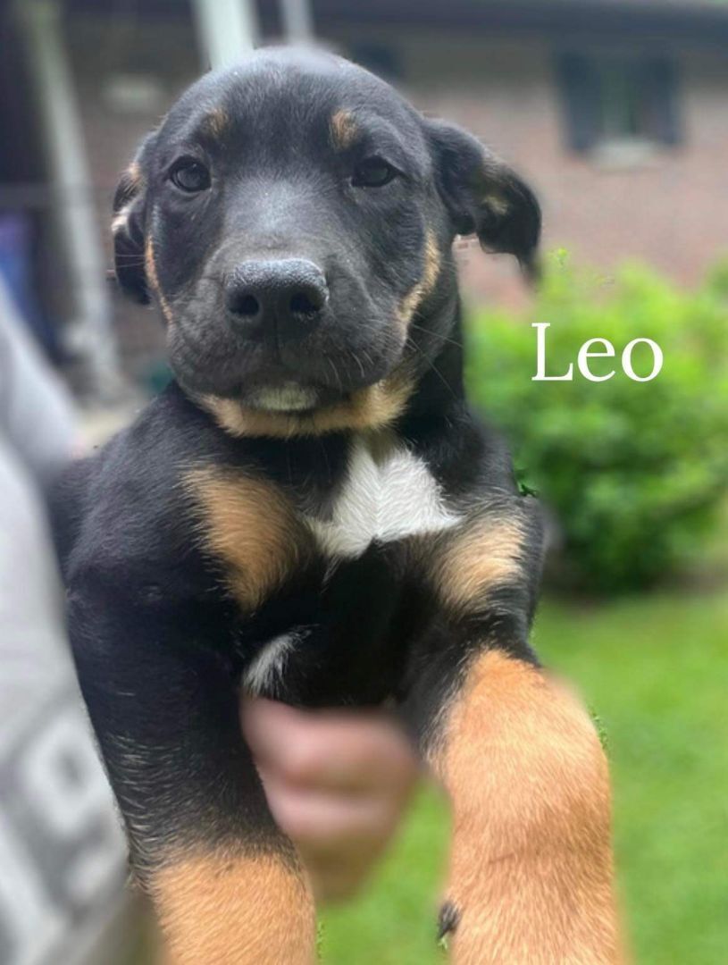 Leo, an adoptable German Shepherd Dog, Mixed Breed in Pinsonfork, KY, 41555 | Photo Image 2