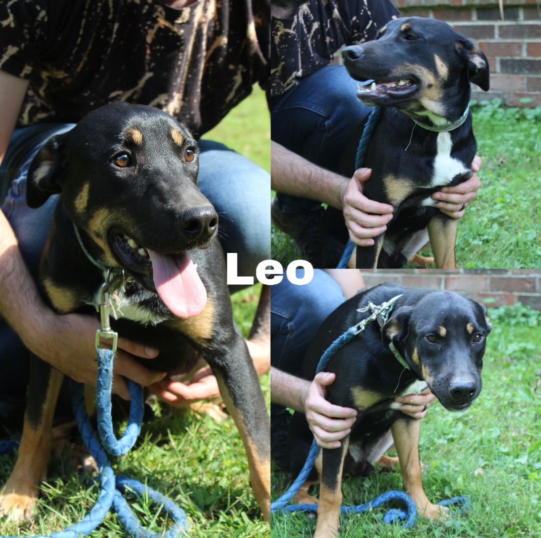 Leo, an adoptable German Shepherd Dog, Mixed Breed in Pinsonfork, KY, 41555 | Photo Image 3