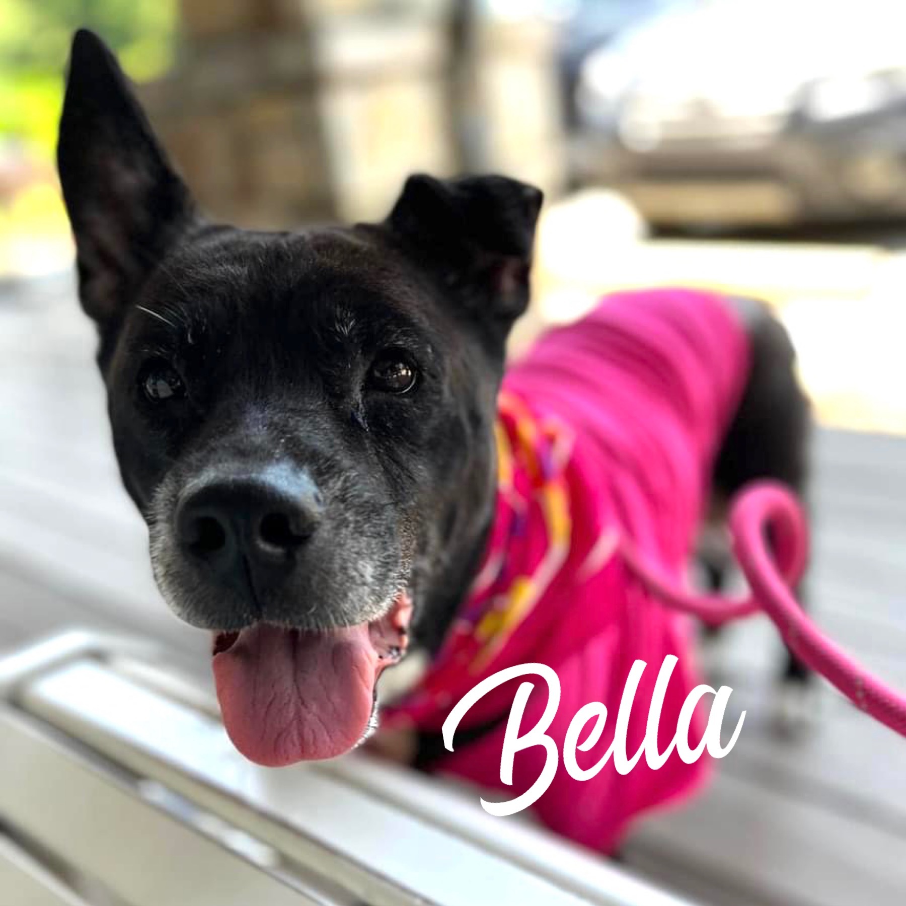 Bella - $10 Adoption Fee