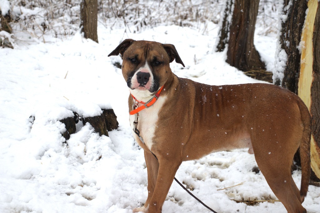 Ball-E, an adoptable Bullmastiff in Hillsdale, IN, 47854 | Photo Image 1