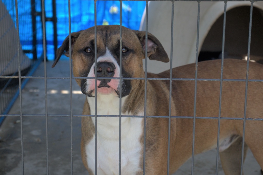 Ball-E, an adoptable Bullmastiff in Hillsdale, IN, 47854 | Photo Image 5