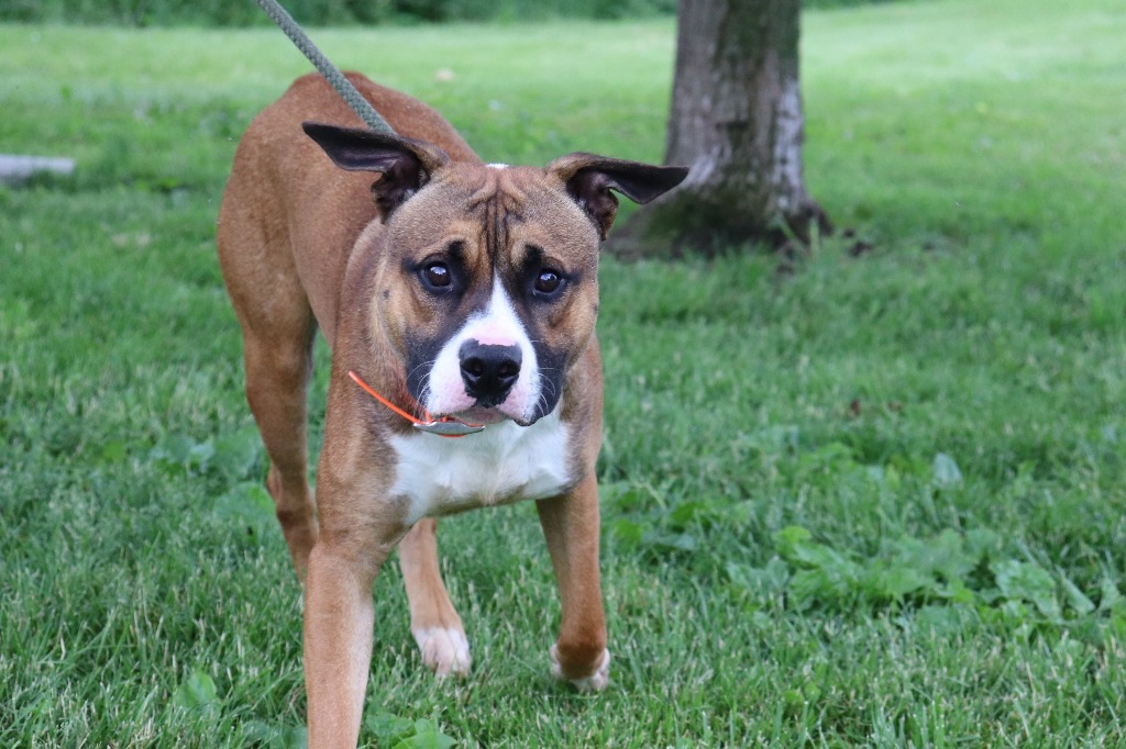 Ball-E, an adoptable Bullmastiff in Hillsdale, IN, 47854 | Photo Image 6