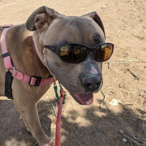 Tulip, an adoptable Pit Bull Terrier in Taos, NM, 87571 | Photo Image 1