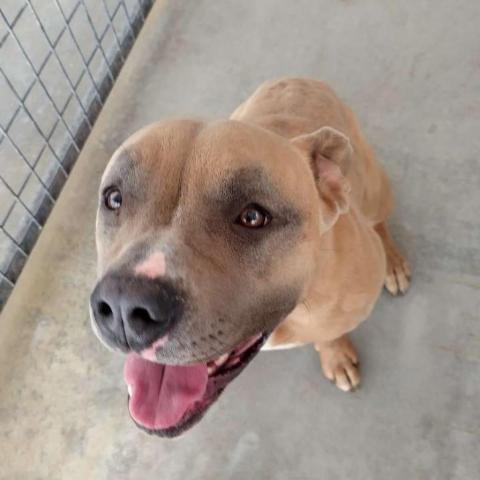 Tulip, an adoptable Pit Bull Terrier in Taos, NM, 87571 | Photo Image 2