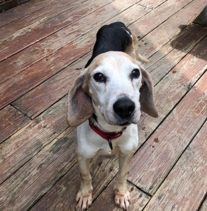 Estelle, an adoptable Beagle in Falls Church, VA_image-2