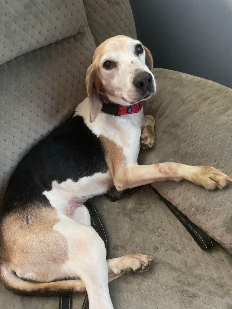Estelle, an adoptable Beagle in Gibsonia , PA, 15044 | Photo Image 3