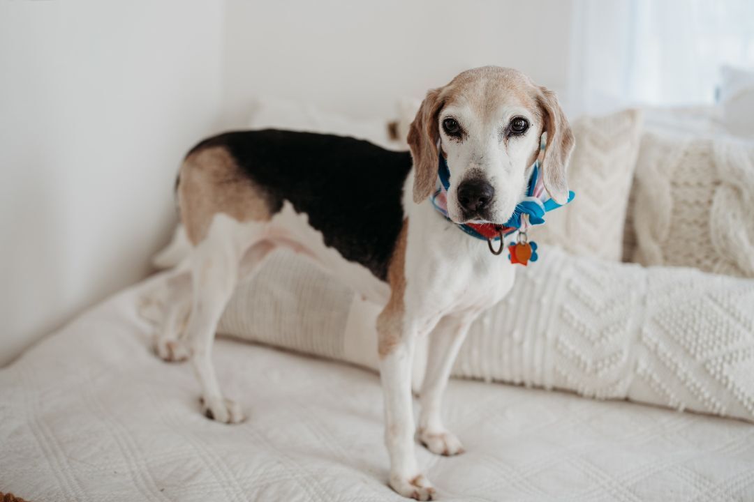 Estelle, an adoptable Beagle in Gibsonia , PA, 15044 | Photo Image 1
