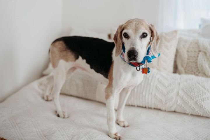 Estelle, an adoptable Beagle in Falls Church, VA_image-1