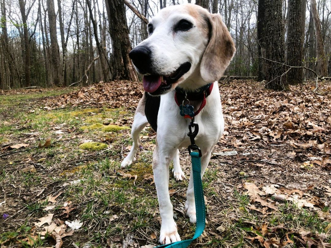 Estelle, an adoptable Beagle in Gibsonia , PA, 15044 | Photo Image 5