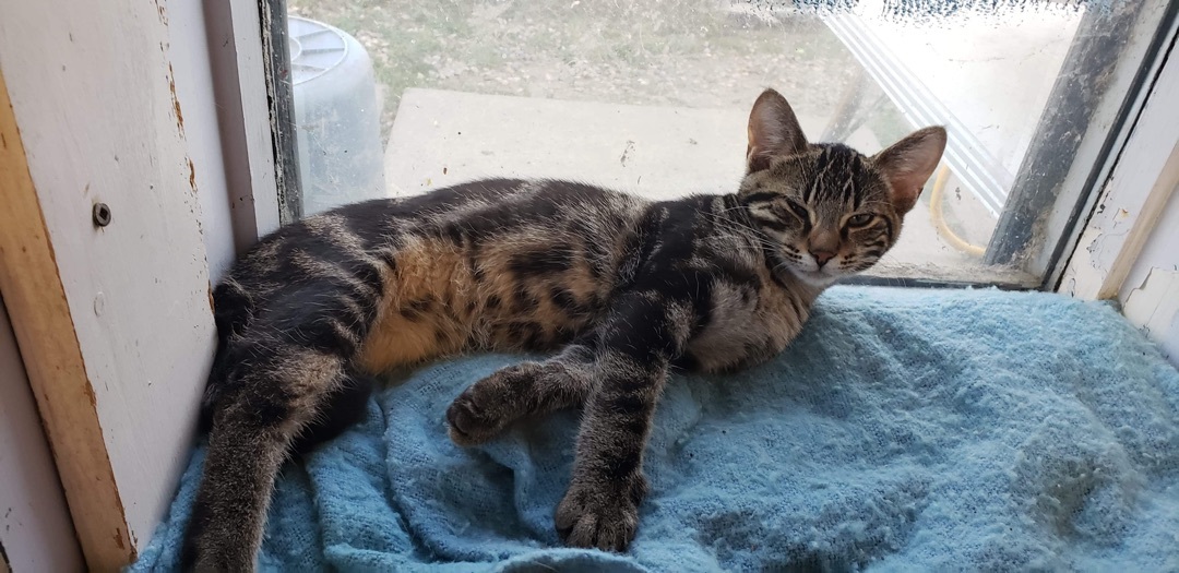 Poseidon, an adoptable Tabby in Humboldt , SK, S0K 2A0 | Photo Image 4