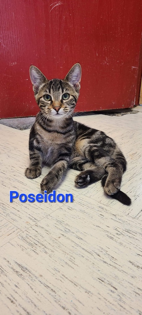 Poseidon, an adoptable Tabby in Humboldt , SK, S0K 2A0 | Photo Image 1