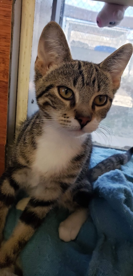 Zeus, an adoptable Tabby in Humboldt , SK, S0K 2A0 | Photo Image 3