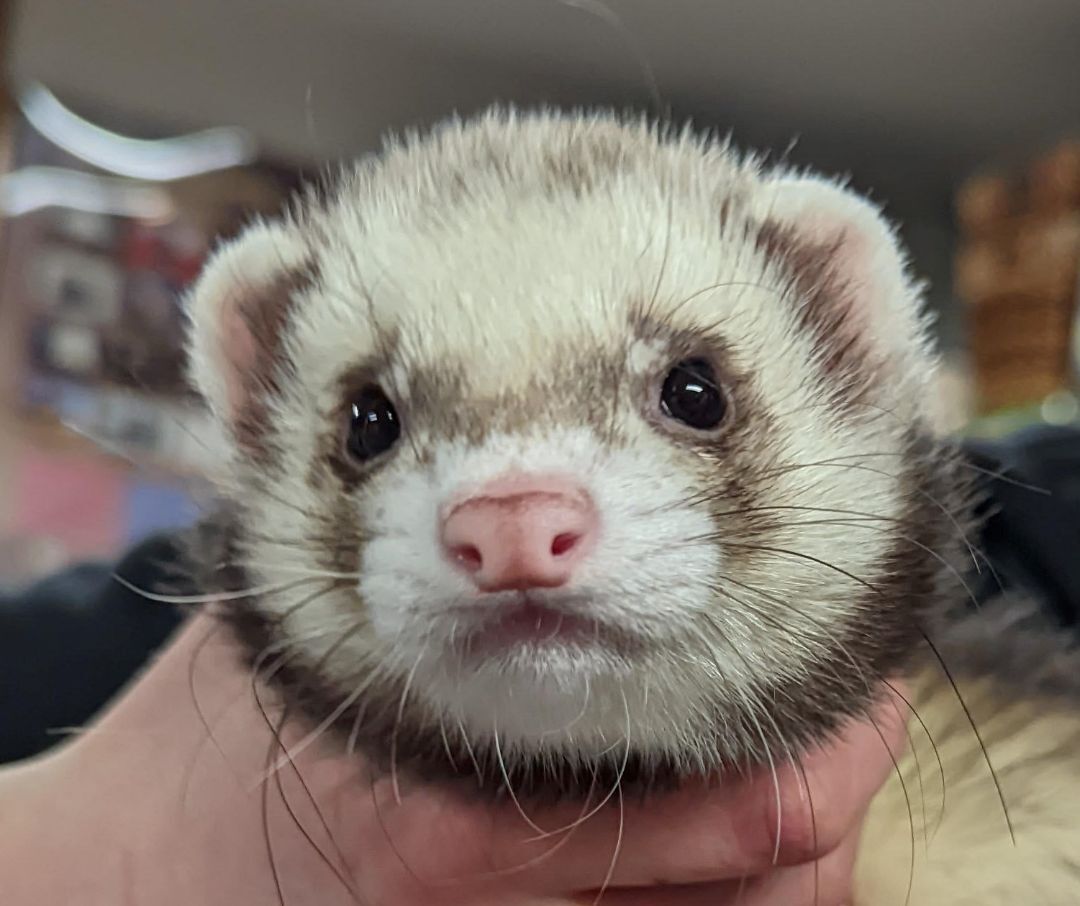 Ferret for adoption Frank, a Ferret in Carlton, OR Petfinder