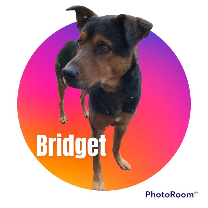 Bridget, an adoptable German Shepherd Dog Mix in Staley, NC_image-1