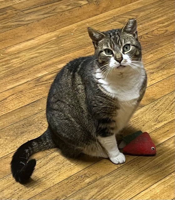Maggie - Barn Cat