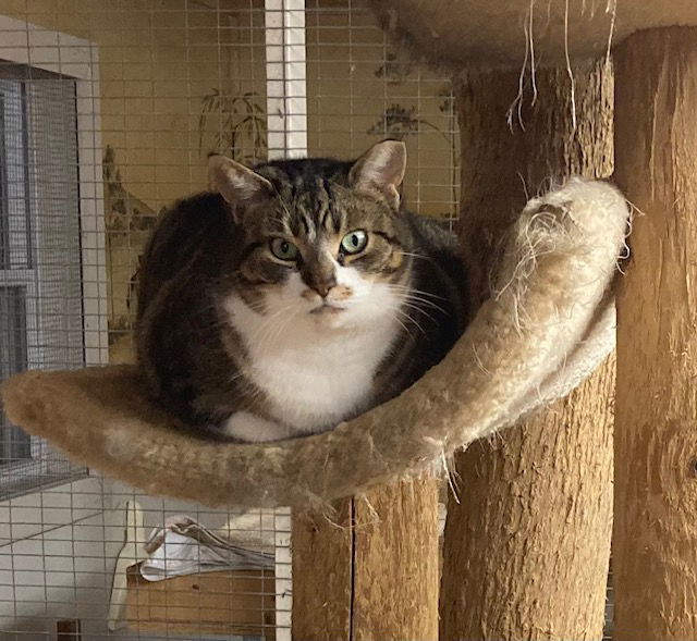 Maggie - Barn Cat