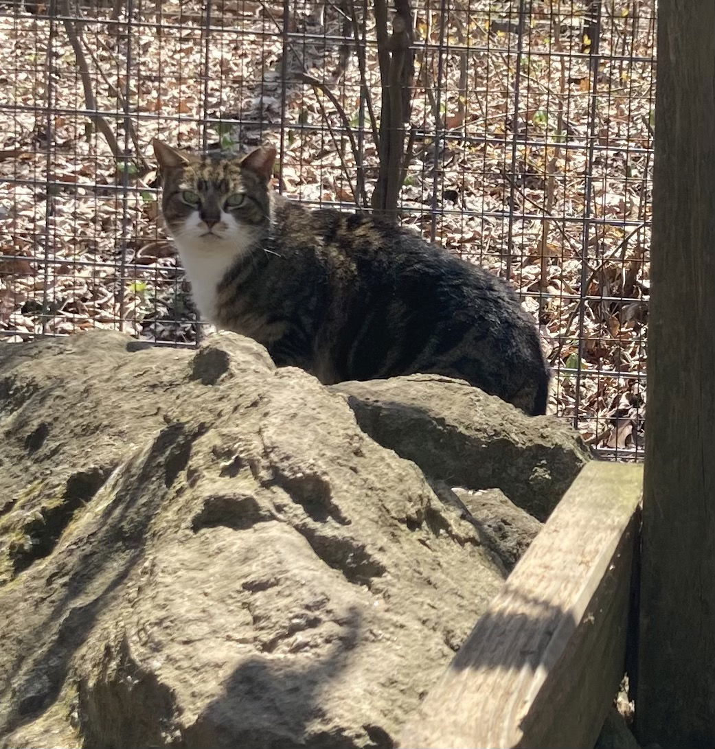 Maggie - Barn Cat