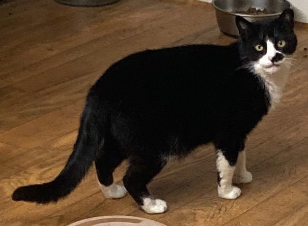 Smudge - Barn Cat