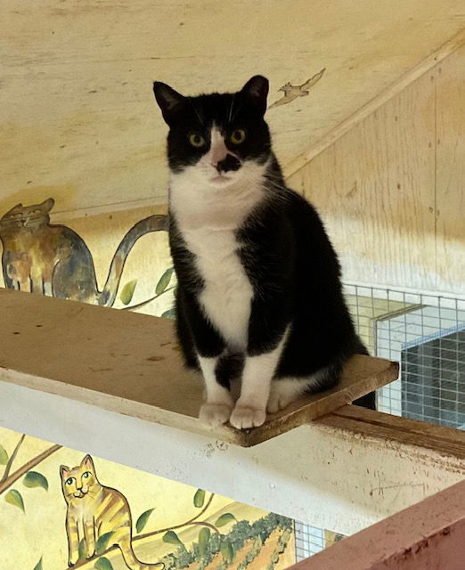Smudge - Barn Cat
