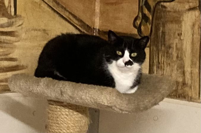Smudge - Barn Cat