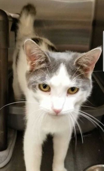 Sterling, an adoptable Domestic Short Hair in Greensburg, PA, 15601 | Photo Image 1